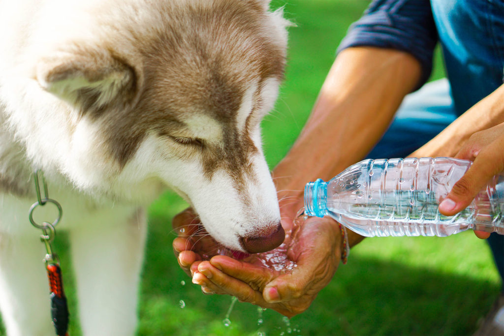Husky drinking from owner's cupped hands