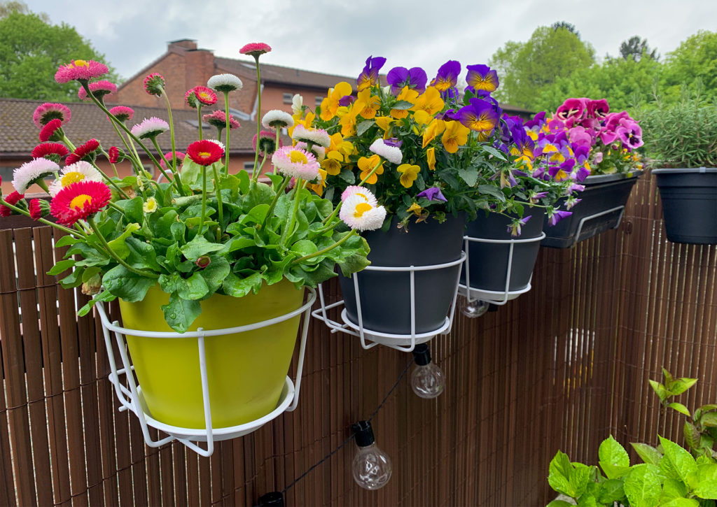 3 pots of flowers, daisies, pansies and carnations, hung on garden fence in wire baskets