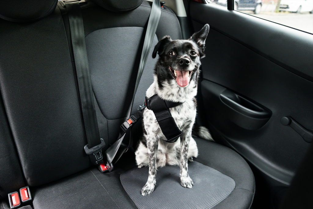 Dog With Sticking Out Tongue Sitting In A Car Sea