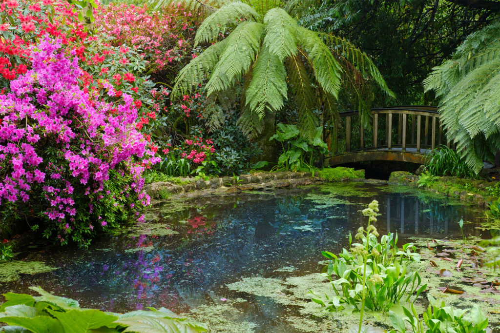 Flowering shrubs and ferns surrounding pond, arched wooden bridge