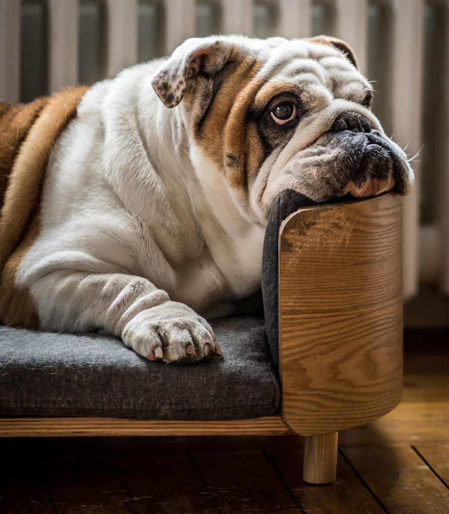 Bulldog lies in dog bed, chin on the edge, looking up
