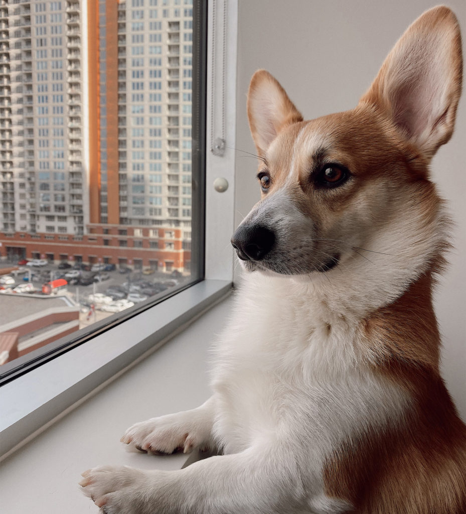 White and tan corgi stands with front paws on windowsill of high-rise flat, looking out at city scene