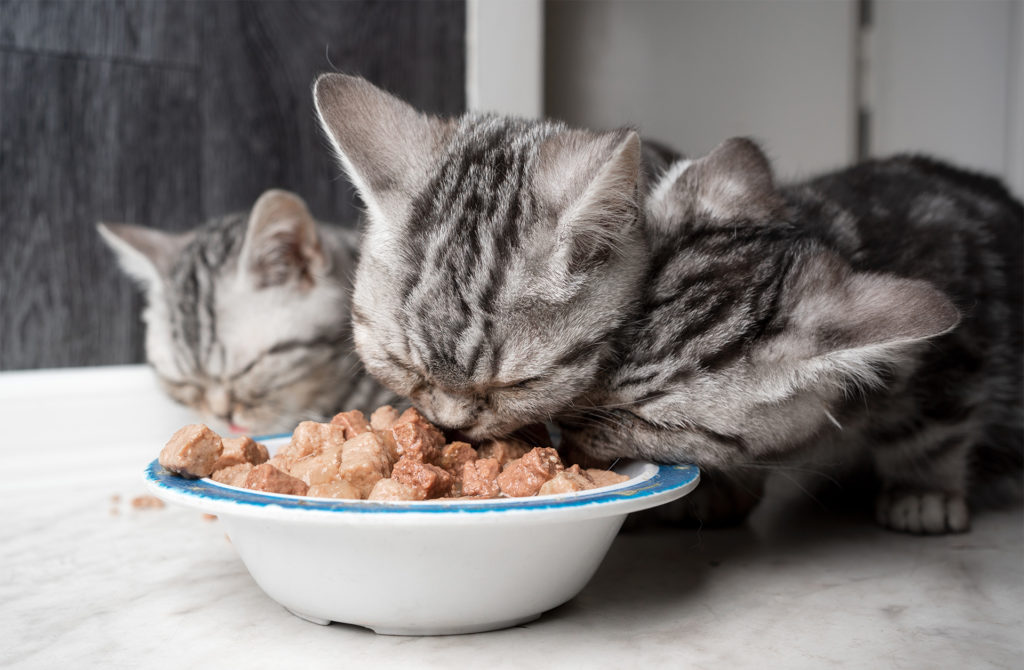 3 silver tabby kittens eating from one bowl
