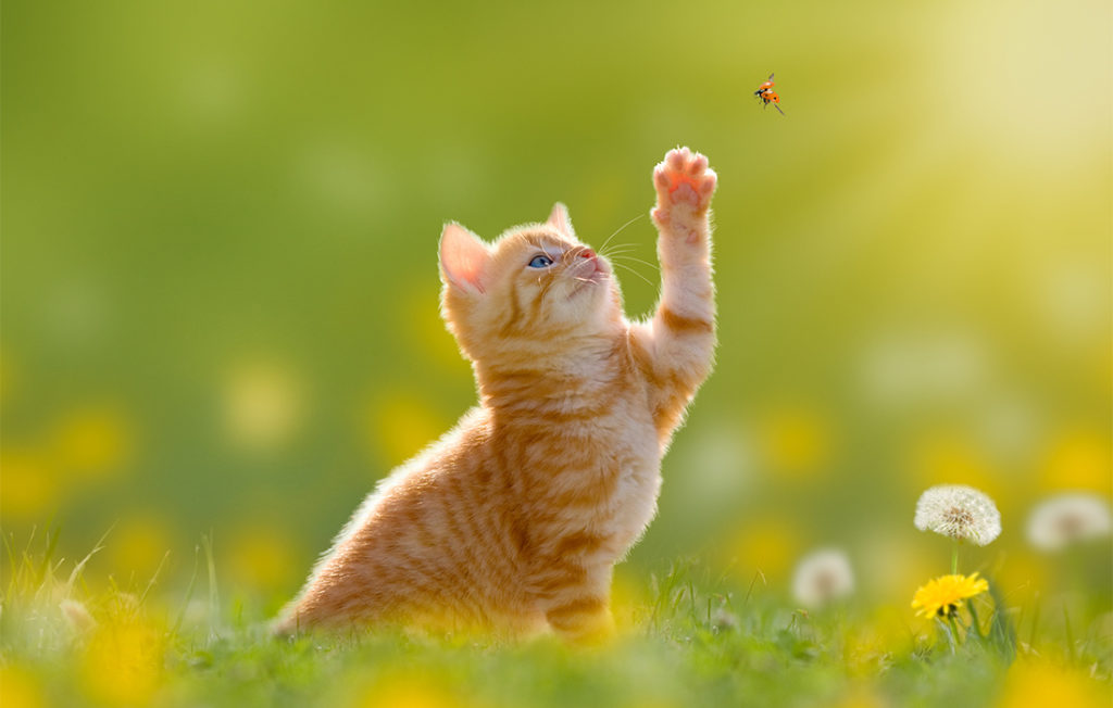 Ginger kitten in sunny garden trying to catch flying ladybird