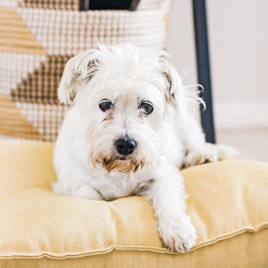 Small white terrier sitting on cushion looking sad