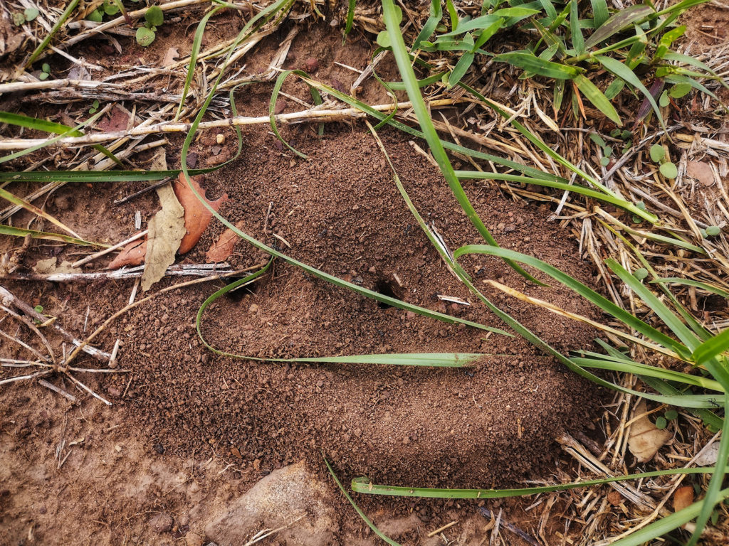 Ant's Hill made from sand on the ground,ant nest soil and sand digging from the ground; 