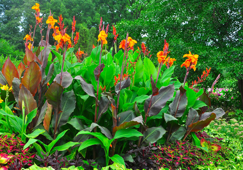 Vivid orange and yellow canna flowers, green leaves and contrasting reddish leaves