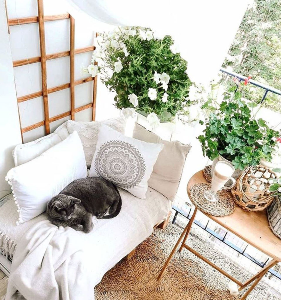 Fresh white balcony garden with white flowering plants and grey cat sleeping on white sofa