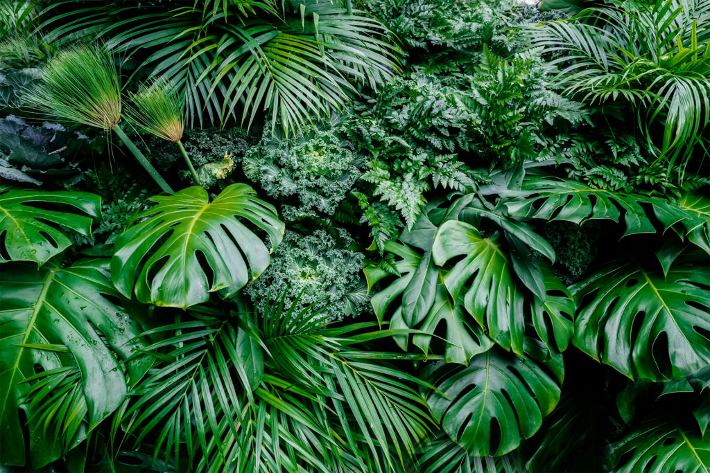 Tropical green leaves background, fern, palm and Monstera Deliciosa leaves 