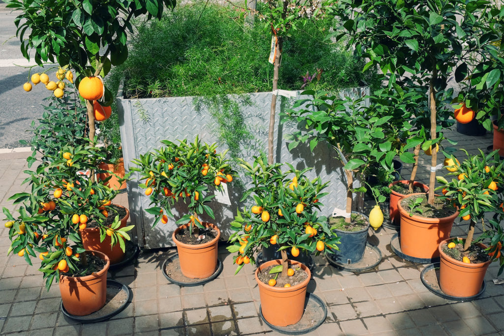 Orange, lemon, kumquat and mandarin trees in pots on path