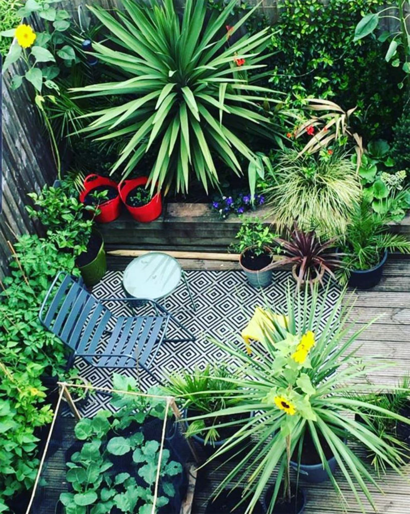 View from above of decking with yucca style plants, sunflowers, tomato plants and small table and chair