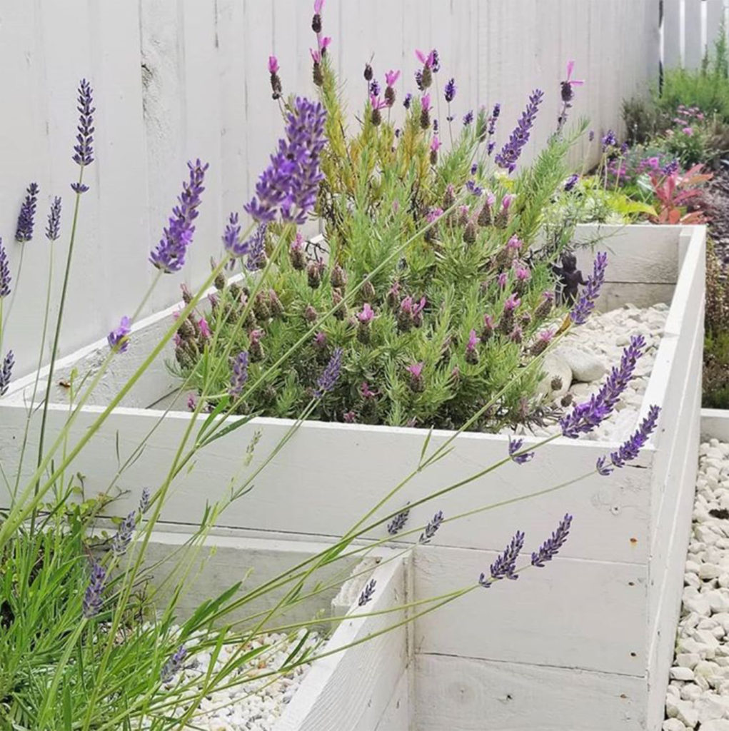 White painted wooden raised beds with different types of lavender, white gravel around them