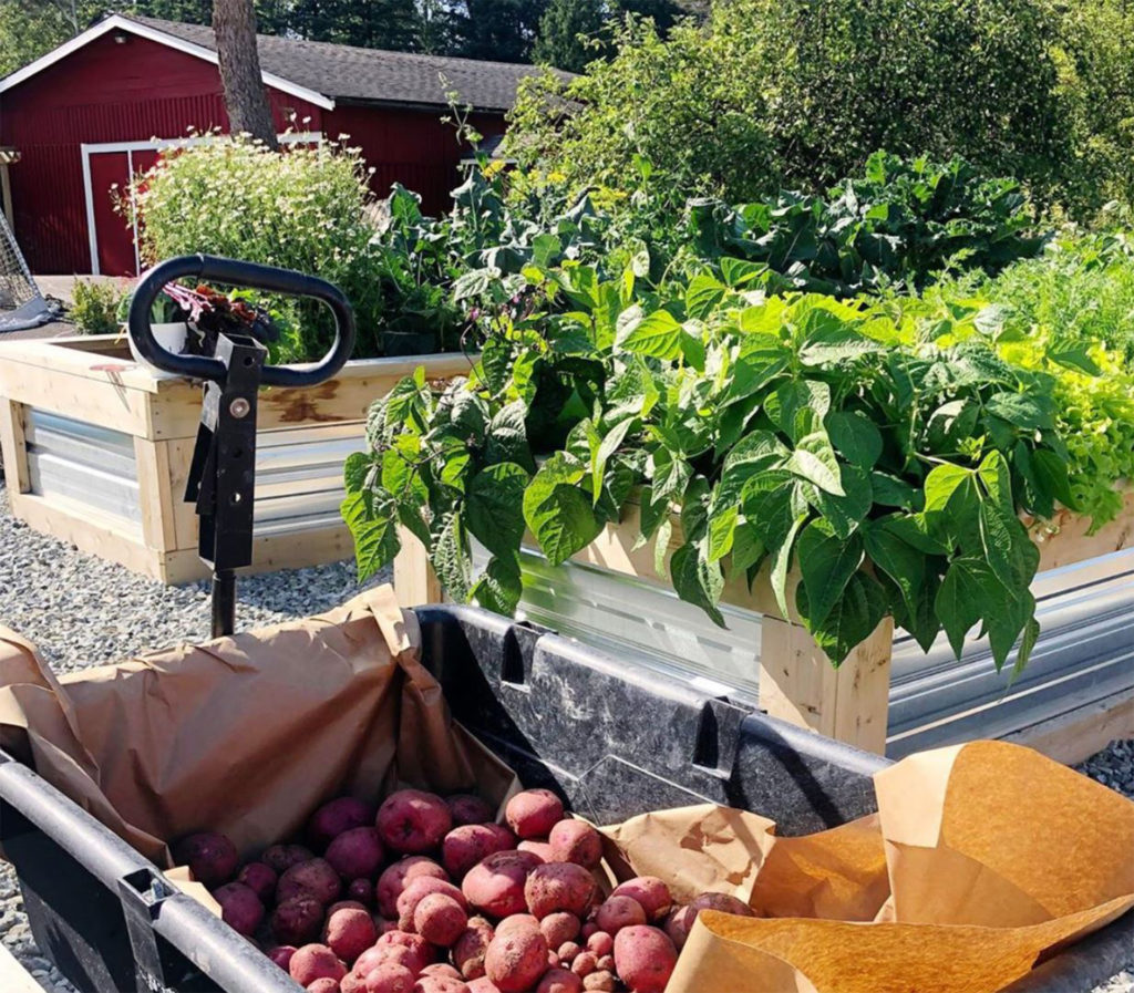 Healthy potato plants and other plants in raised beds with corrugated plastic sides, trailer full of red potatoes in foreground