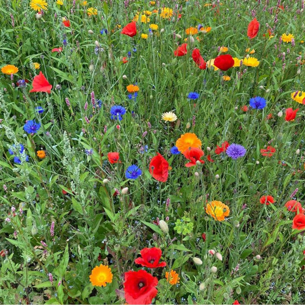 Bright cornflowers, poppies and marigolds in a wildflower meadow