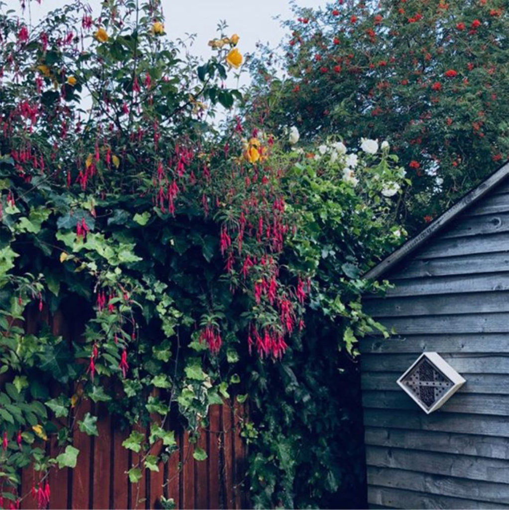 Bushes with 3 different coloured flowers leaning over fence. One is fuchsia