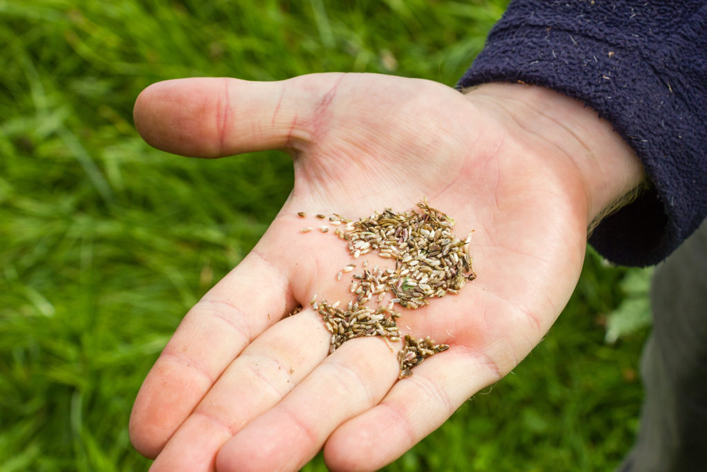 Man's hand holding wildflower seed that has been collected