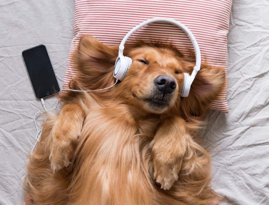 Golden Retriever wearing headphones listening to music, eyes closed, lying on back