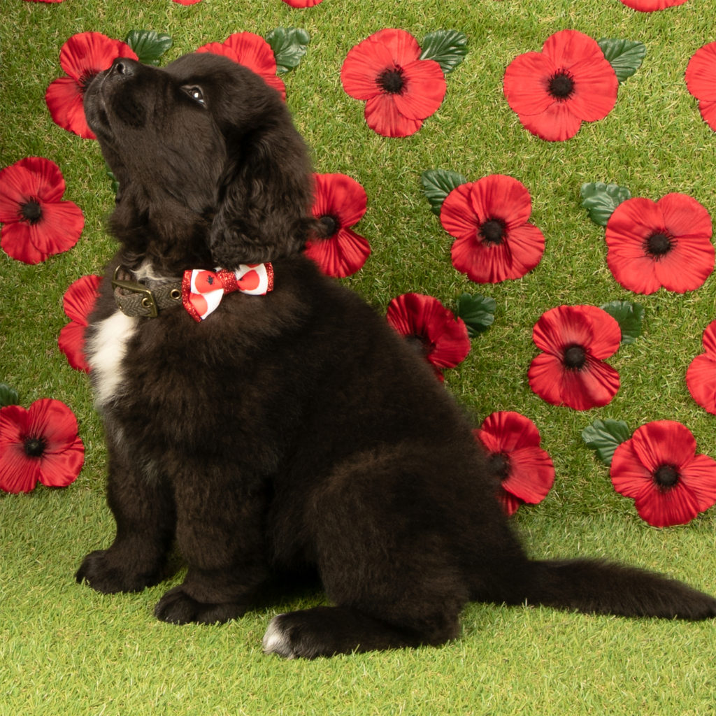 black puppy with poppy printed bow on collar