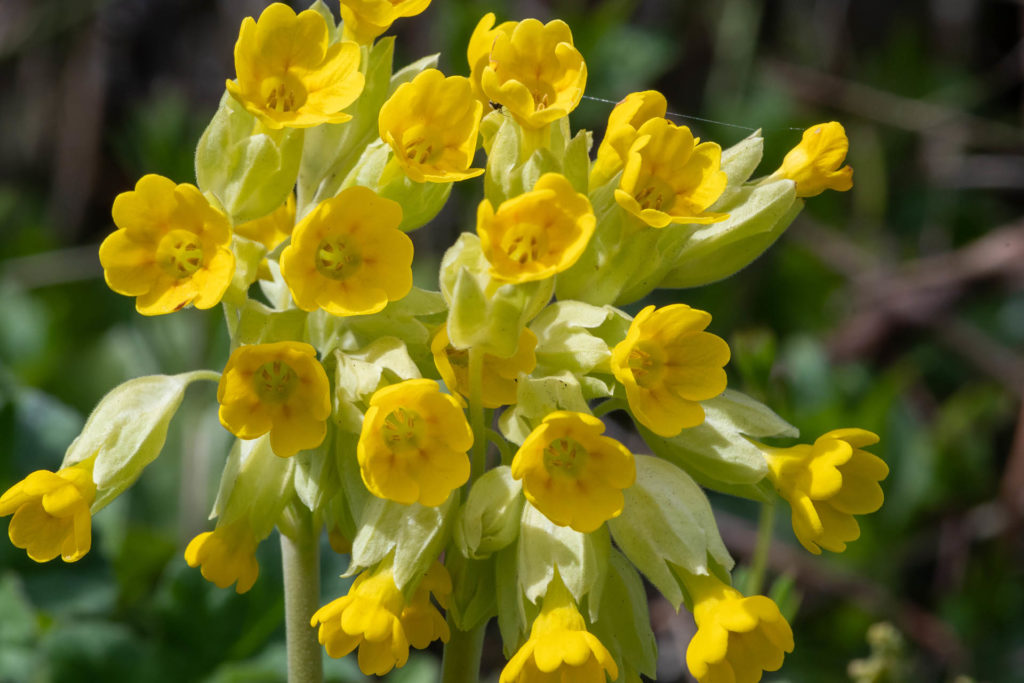 Close up of common cowslips (primula veris) in bloom; 