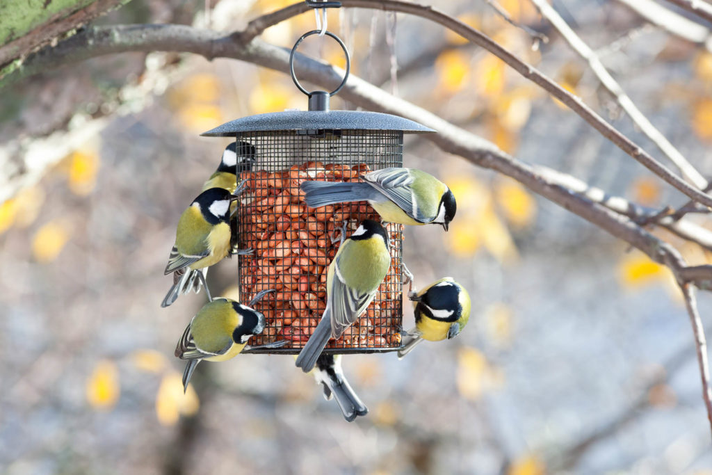 Birds feeding at a bird feeder