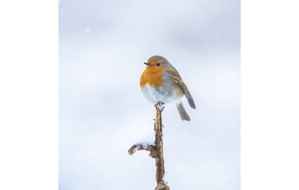 European robin Erithacus rubecula, adult perched on twig in falling snow, RSPB The Lodge Nature Reserve, Bedfordshire, February