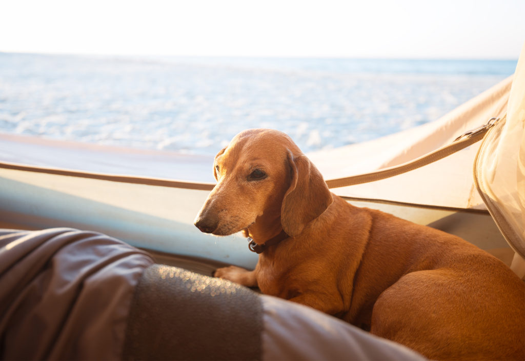Happy dachshund sitting in a tent looking at the sea