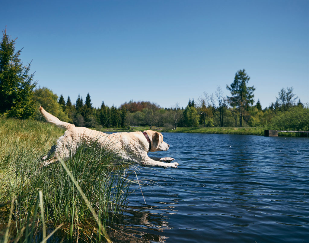 Retriever dog leaping into lake on a sunny day