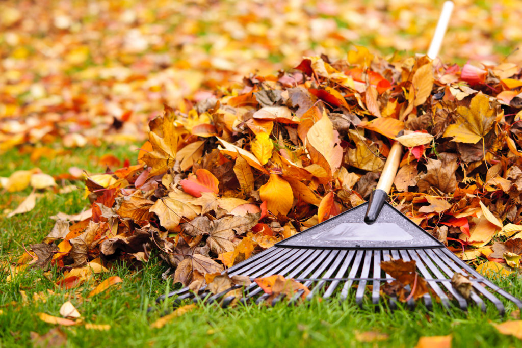 Pile of fall leaves with fan rake on lawn; 