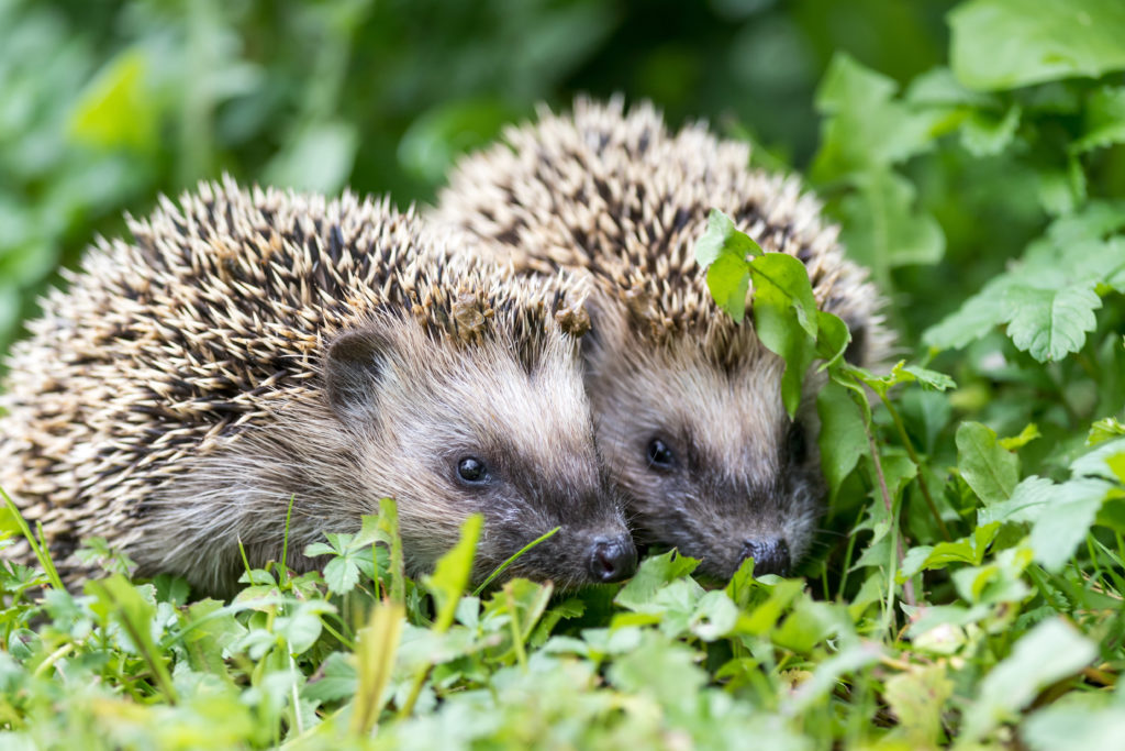 Pair of little hedgehogs are feeding on fresh green grass.; 