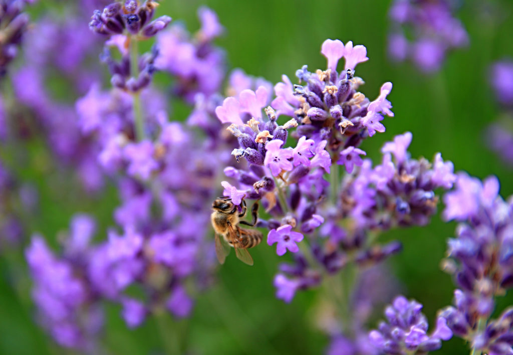 bee on lavender flower's in a field filled with colours and fragrance no people stock photography stock photo; 