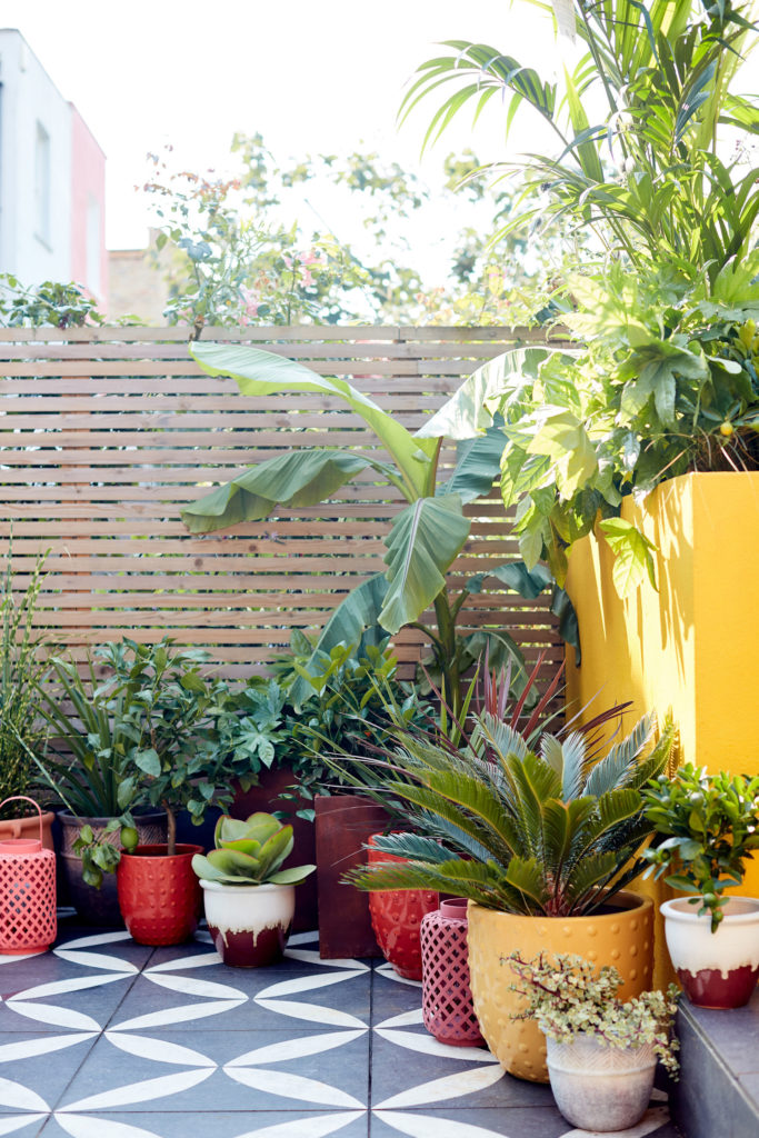 Photo of a jungle-themed planting scheme in containers on a terrace