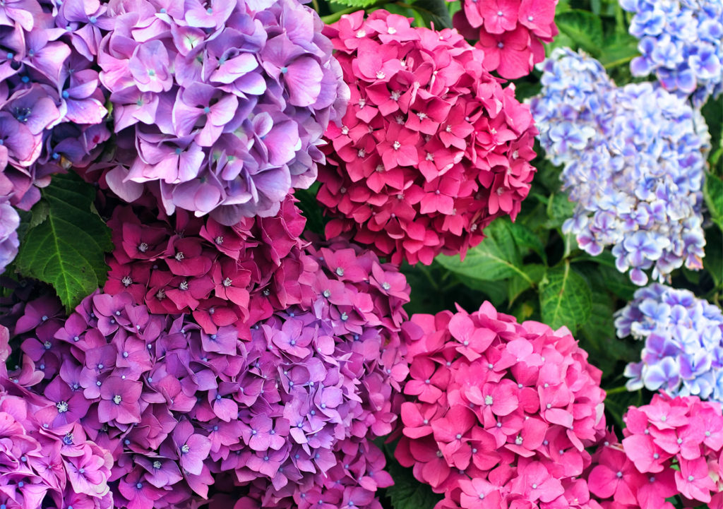 Hydrangea bushes with 3 colours of blooms, purple, salmon pink and pale blue
