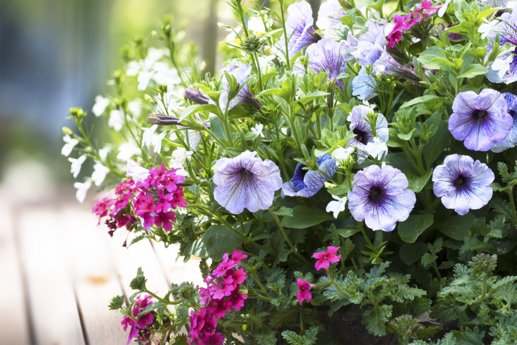 Spring flower basket with variegated purple petunias and pink verbena flowers on outdoor table