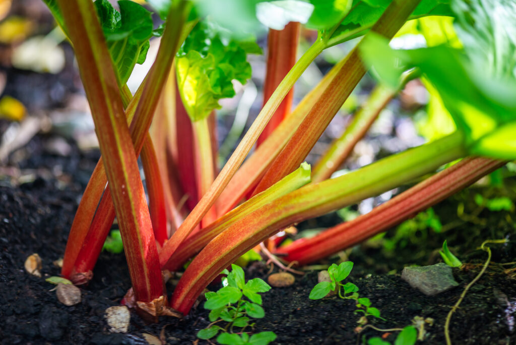 Rhubarb growing in the garden during spring