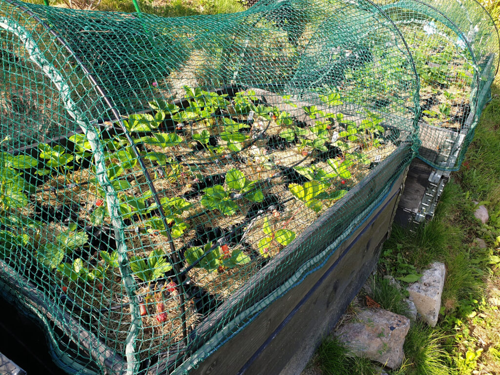 Strawberry plants in plastic pots with watering system under net cover. Healthy food concept. Beautiful background.