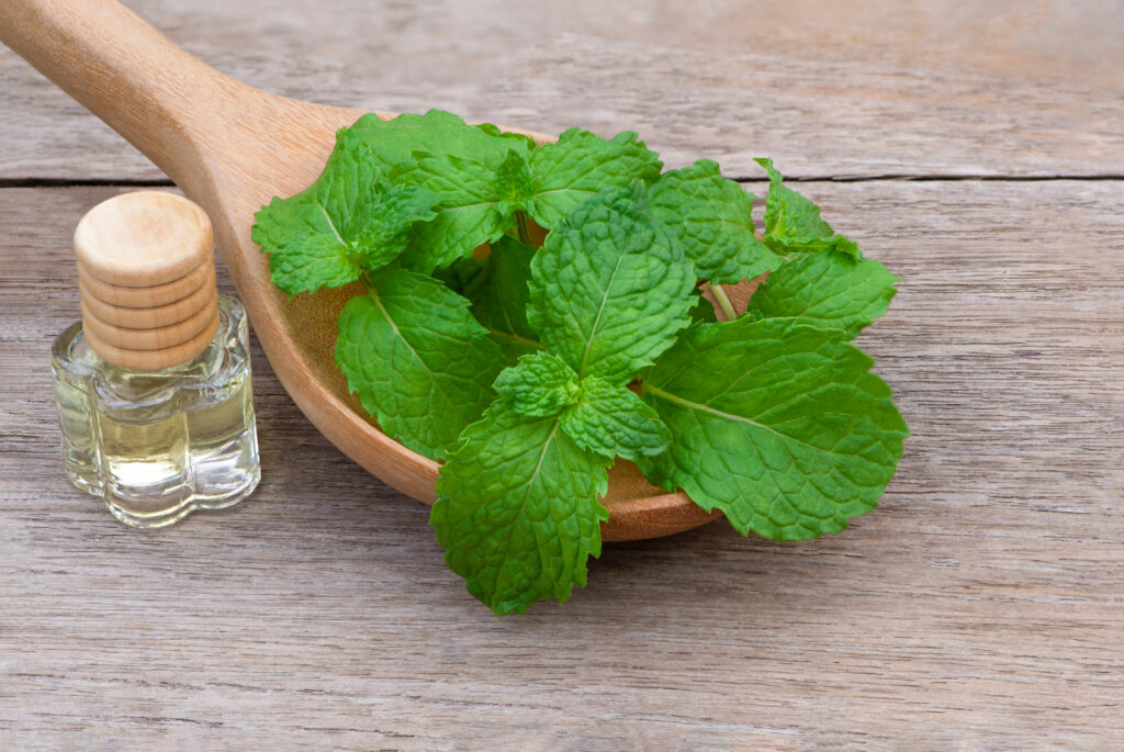 Closeup fresh green mint (spearmint) leaves in wooden spoon and small glass bottle of extracted essential oil isolated on old wood board background. Natural herbal medical aromatic plant concept.