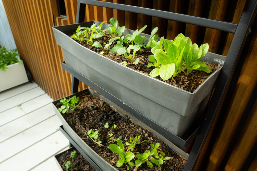 Small space container gardening. Self watering black trough containing lettuce, radish and parsley seedlings.; 