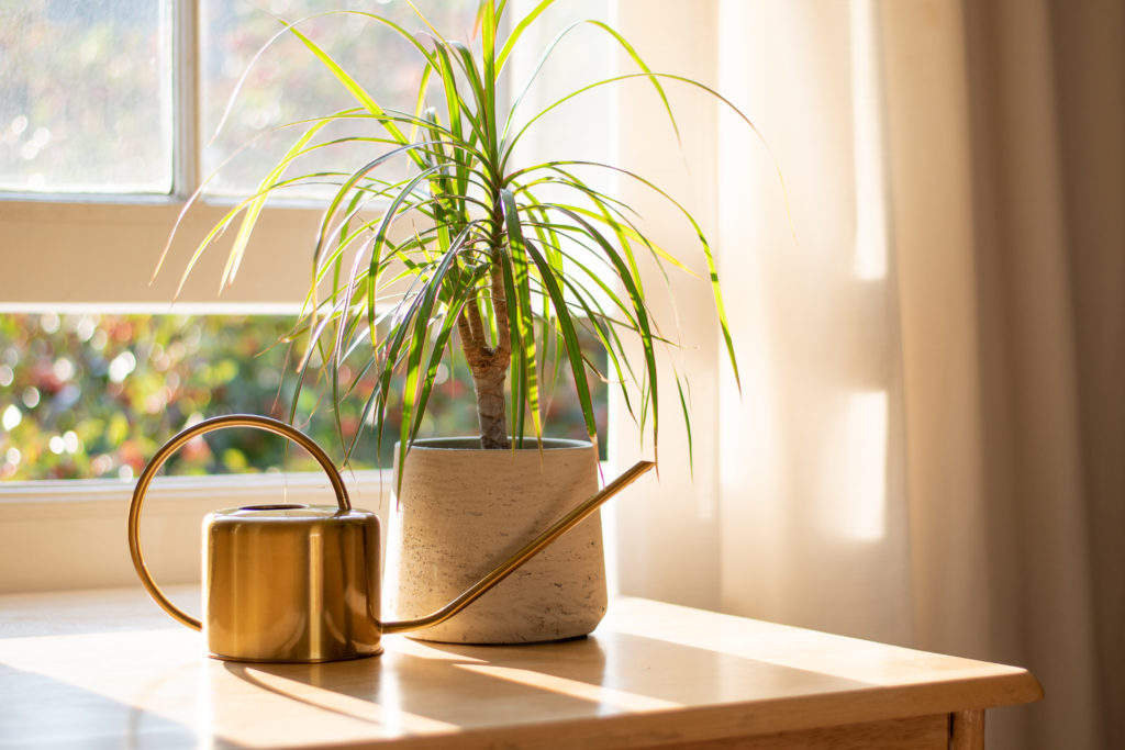 Dragon tree dracaena marginata next to a watering can in a beautifully designed home interior.; 