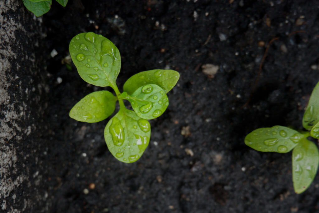 Young plants with droplets of rain growing from black soil in Styrofoam box; 