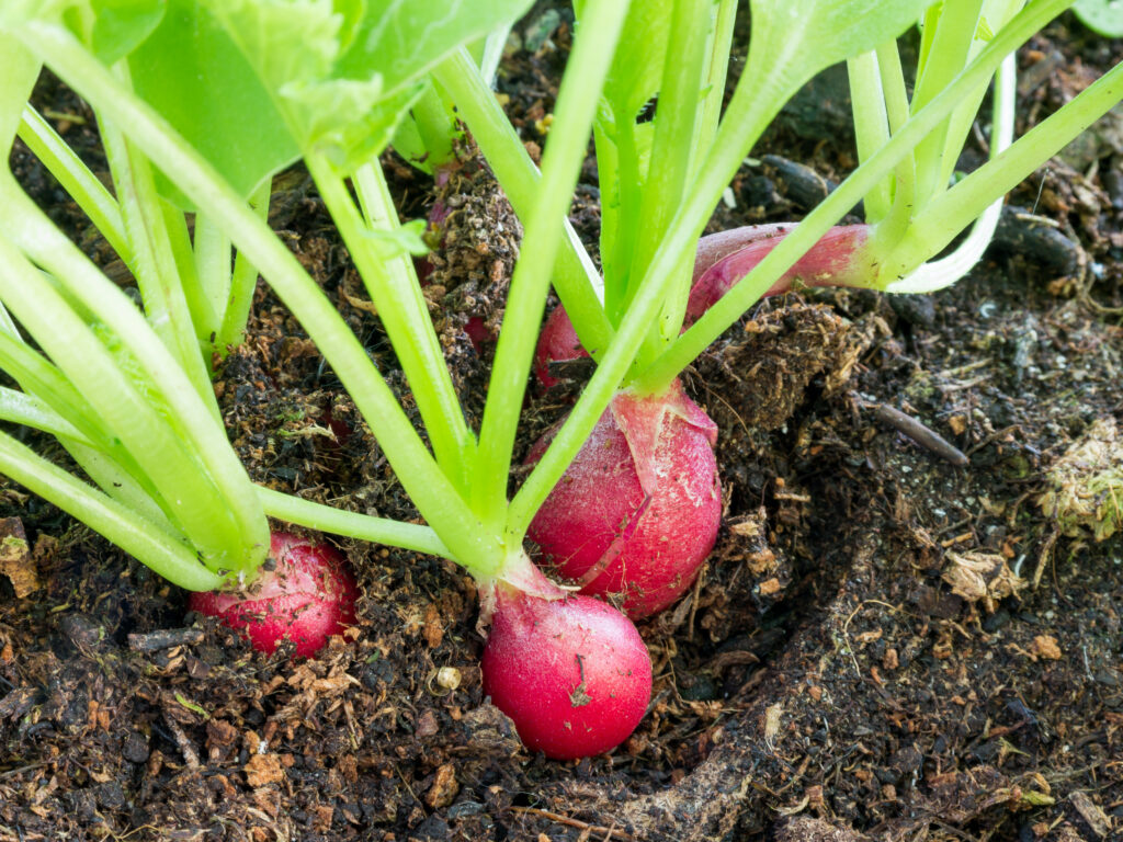 Detail of radishes, Raphanus sativus, growing in soil ready to eat or add in healthy salads;