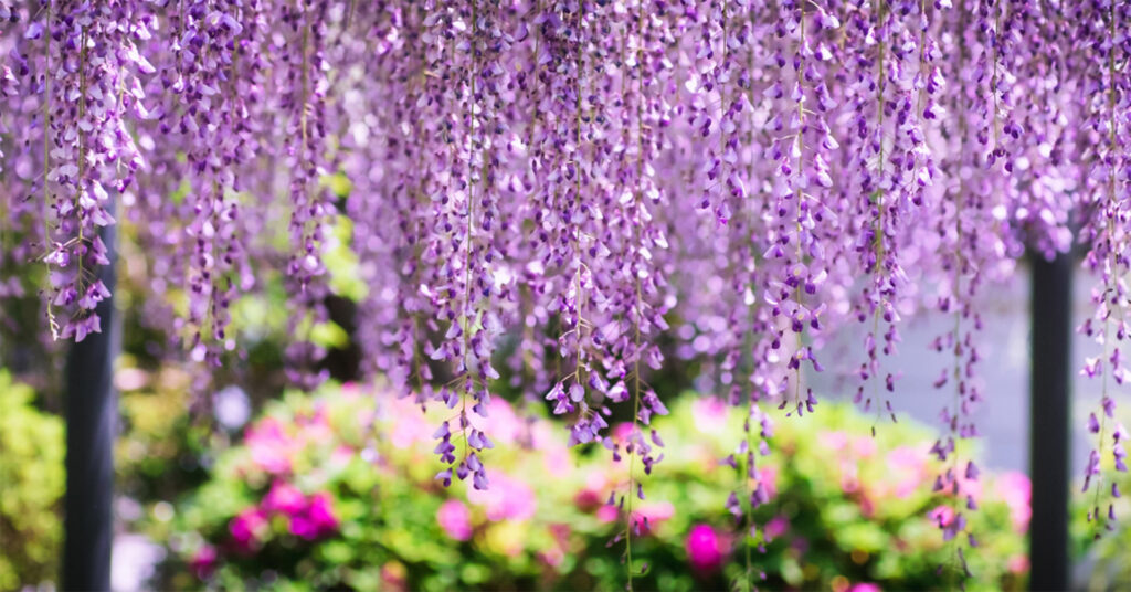 Purple wisteria hanging, garden beyond