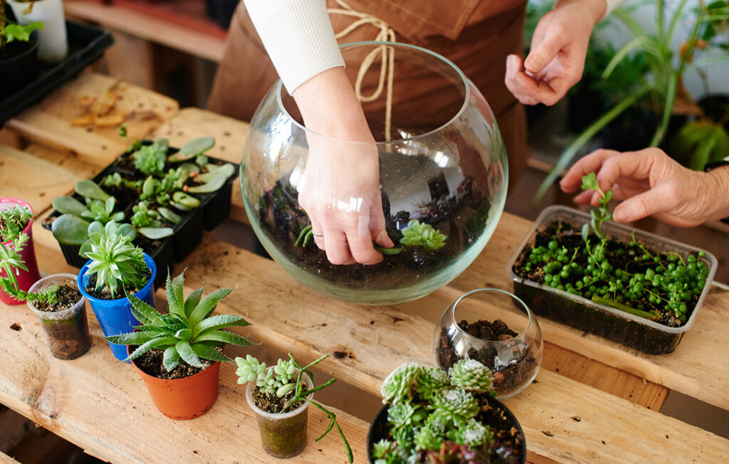 Selecting plants for a terrarium Pic: Shutterstock
