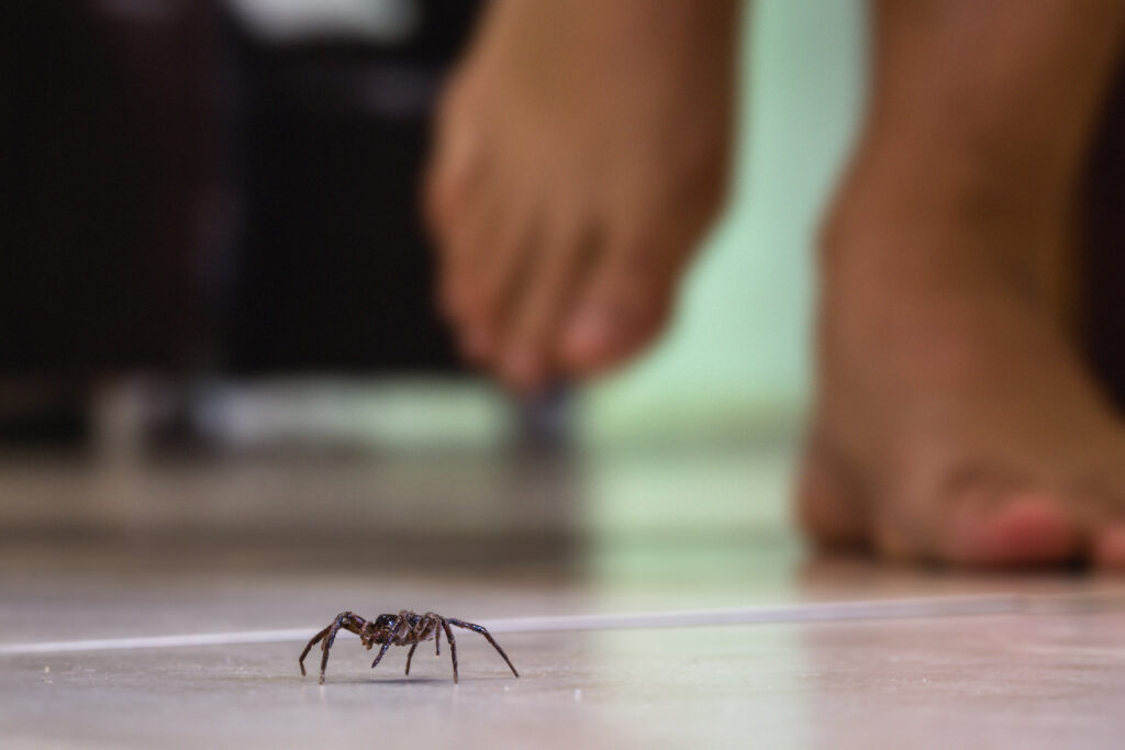 common house spider on a smooth tile floor seen from ground level in a floor in a residential home; 